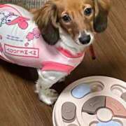 ヒメ日記 2026/01/27 12:23 投稿 まいこ 妻天 日本橋店