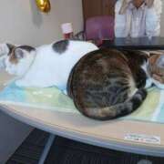 ヒメ日記 2026/09/24 13:29 投稿 ちよ モアグループ 土浦人妻花壇