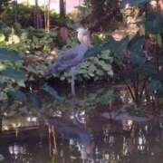 ヒメ日記 2025/01/20 06:33 投稿 わかな 妻天 日本橋店