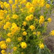 ヒメ日記 2025/03/14 06:06 投稿 わかな 妻天 日本橋店