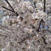 ヒメ日記 2025/04/04 06:06 投稿 わかな 妻天 日本橋店