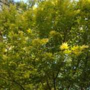 ヒメ日記 2025/05/09 06:08 投稿 わかな 妻天 日本橋店