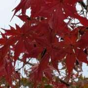 ヒメ日記 2025/11/15 07:33 投稿 わかな 妻天 日本橋店