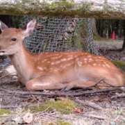 ヒメ日記 2026/01/04 07:12 投稿 わかな 妻天 日本橋店
