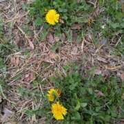 ヒメ日記 2026/03/12 12:31 投稿 わかな 妻天 日本橋店