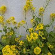 ヒメ日記 2026/03/28 11:21 投稿 わかな 妻天 日本橋店