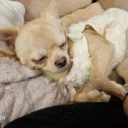 ヒメ日記 2025/02/01 22:25 投稿 あやな 妻天 日本橋店