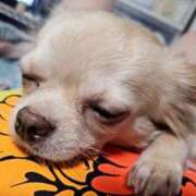 ヒメ日記 2025/07/23 22:20 投稿 あやな 妻天 日本橋店