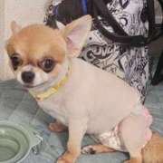 ヒメ日記 2025/10/13 03:32 投稿 あやな 妻天 日本橋店