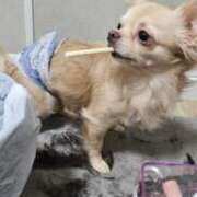 ヒメ日記 2025/11/20 09:10 投稿 あやな 妻天 日本橋店