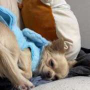 ヒメ日記 2026/01/12 00:00 投稿 あやな 妻天 日本橋店