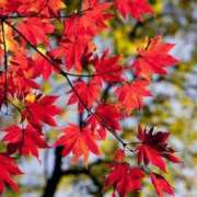 ヒメ日記 2026/10/05 15:21 投稿 幾田あむ Barubola