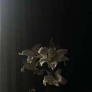 植草　かすみ お休みのお知らせ スッキリ商事