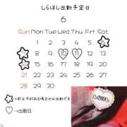 しらほし しらほしの出勤日♡♡ Rose(大阪)