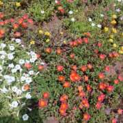 ヒメ日記 2026/08/01 22:08 投稿 あいは 丸妻 新横浜店