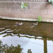 ヒメ日記 2026/05/27 12:03 投稿 今日子(きょうこ) PLUS東大阪店（高井田・長田）