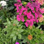 ヒメ日記 2026/06/07 13:02 投稿 今日子(きょうこ) PLUS東大阪店（高井田・長田）