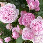 桜庭 5月17日からデビュー♪ HERMINE-エルミネ-