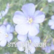 ヒメ日記 2026/06/08 08:32 投稿 莉桜/りお　centu STYLISH BACH