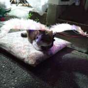 ヒメ日記 2026/06/12 21:16 投稿 堀切れいな 五十路マダム 新潟店(カサブランカグループ)