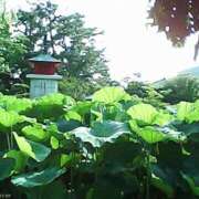 ヒメ日記 2026/06/23 10:48 投稿 堀切れいな 五十路マダム 新潟店(カサブランカグループ)
