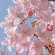 こはる【完未×清楚美人】 🌷🩷はじめまして🩷🌷 ポニーテール和歌山店