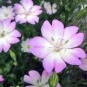 ヒメ日記 2026/07/29 11:06 投稿 あず 奥様メモリアル