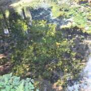 ヒメ日記 2026/07/30 08:55 投稿 みずき 華椿r40+