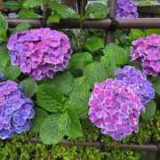 ヒメ日記 2026/06/10 05:18 投稿 つばさ 東京妻