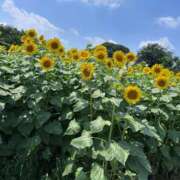 ヒメ日記 2026/07/24 13:09 投稿 めるる・SP やまとなでしこ桜組