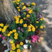 ヒメ日記 2026/05/19 14:02 投稿 和花(わか) 川崎三浦屋