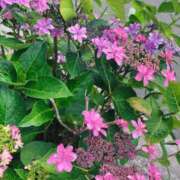 ヒメ日記 2026/06/02 12:14 投稿 和花(わか) 川崎三浦屋