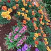 ヒメ日記 2026/06/12 09:02 投稿 和花(わか) 川崎三浦屋