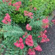 ヒメ日記 2026/08/24 14:22 投稿 和花(わか) 川崎三浦屋