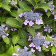 ヒメ日記 2026/06/08 16:42 投稿 にじほ the SPA KADOEBI