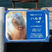 ヒメ日記 2026/10/21 12:01 投稿 篠崎えな 華椿