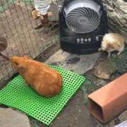 ヒメ日記 2026/07/06 12:08 投稿 あやか ハピネス＆ドリーム福岡