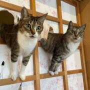 ヒメ日記 2026/06/29 08:29 投稿 雫（しずく） ぎんねこ