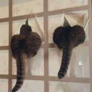 ヒメ日記 2026/07/03 08:56 投稿 雫（しずく） ぎんねこ