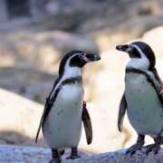 雫（しずく） 🐧 ぎんねこ