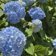 ヒメ日記 2026/05/20 13:05 投稿 らん ピンクハウス（横浜）