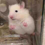 ヒメ日記 2026/06/13 16:36 投稿 えみ E+アイドルスクール池袋店