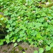 ヒメ日記 2026/06/14 06:07 投稿 すず ハピネス東京