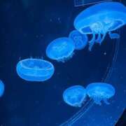 ヒメ日記 2026/09/10 06:13 投稿 すず ハピネス東京
