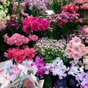 ヒメ日記 2026/05/26 12:16 投稿 黒崎まりあ 華椿