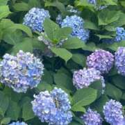 ヒメ日記 2026/06/12 22:31 投稿 黒崎まりあ 華椿