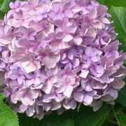 ヒメ日記 2026/07/11 18:31 投稿 にこ Second Love（セカンドラブ）