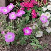 ヒメ日記 2026/07/13 11:38 投稿 にこ Second Love（セカンドラブ）