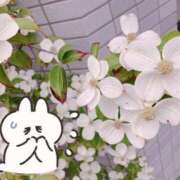 しほ 復活しっぱい😔 横浜風俗　寝取られたいオンナ達…生