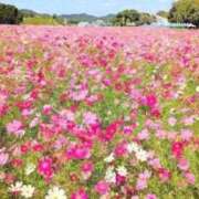 ヒメ日記 2026/10/10 11:51 投稿 山田すみれ マダム撫子(なでしこ)～麗しの楽園ソープ～